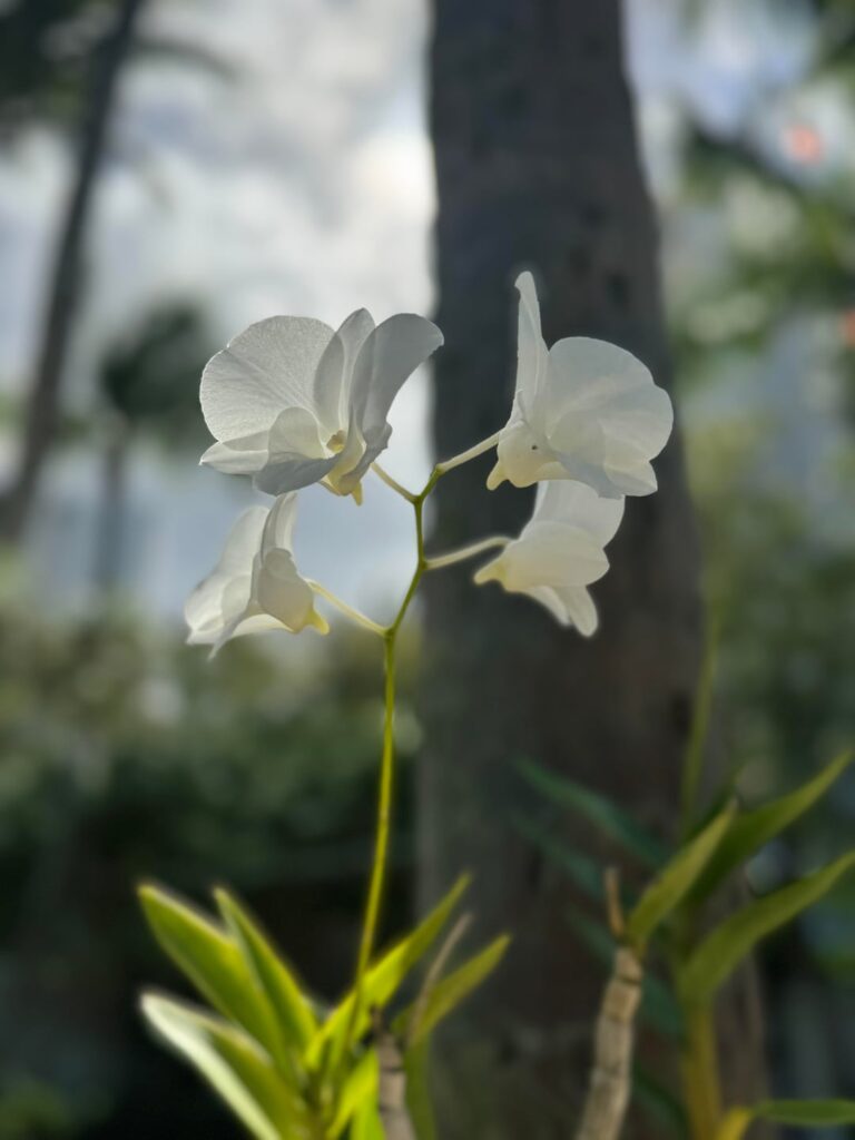 Flowers around the resort we are staying at in Puerto Rico