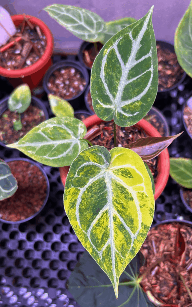 Silverblush variegated 💥