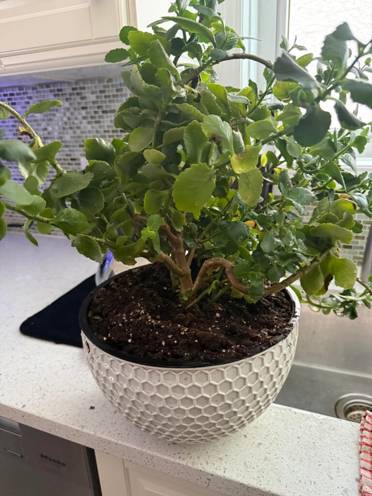 Does anyone know what plant this is?