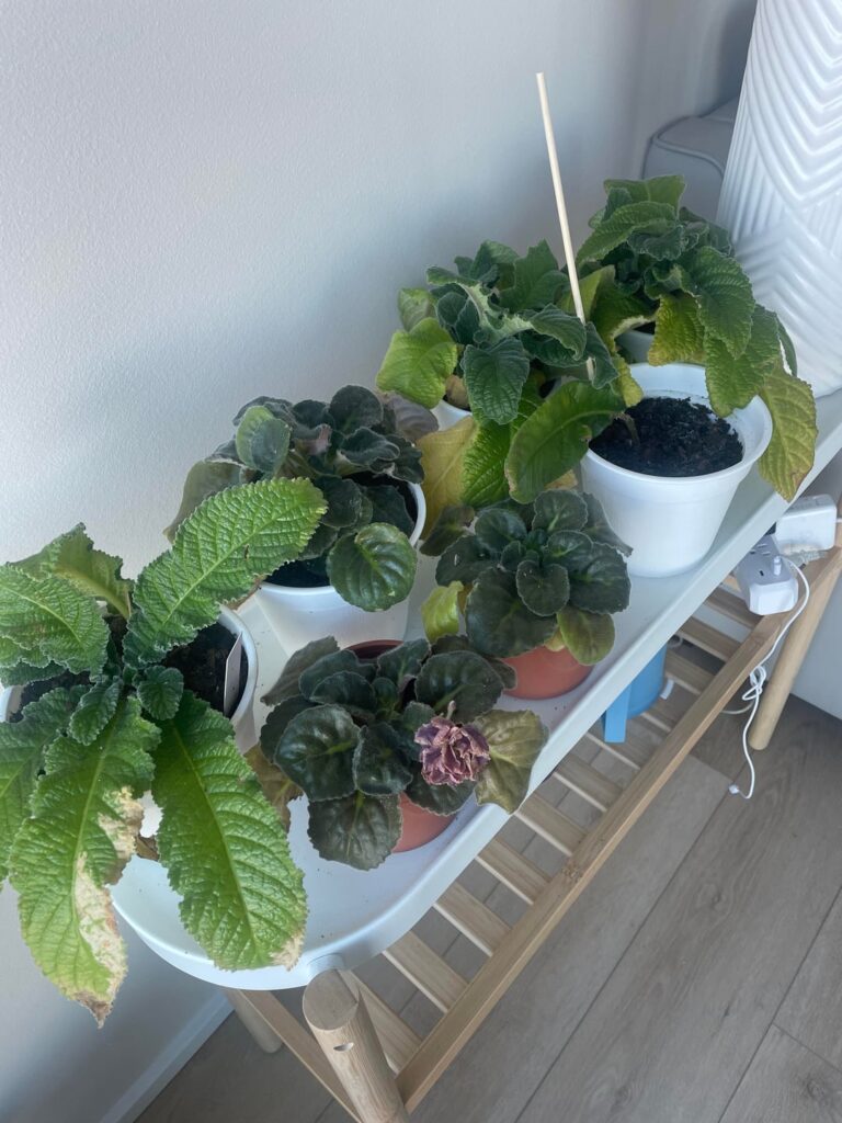 AV and streptocarpus not blooming