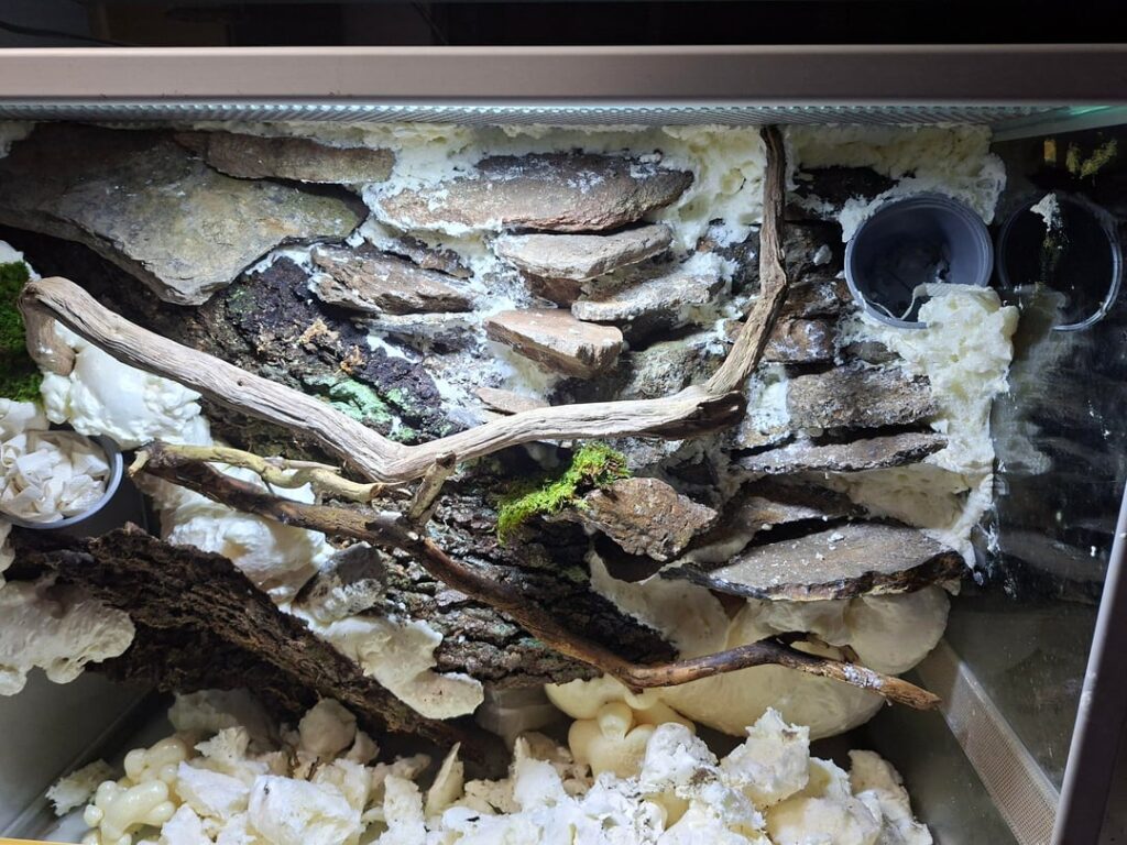 Vivarium for my darts