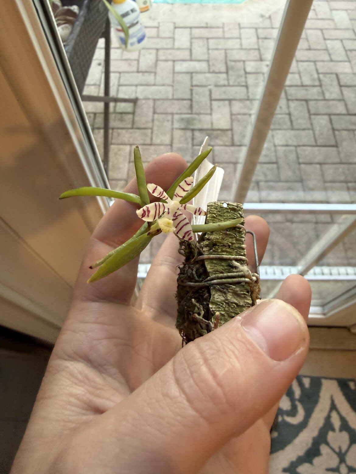 Trichoglottis pusilla