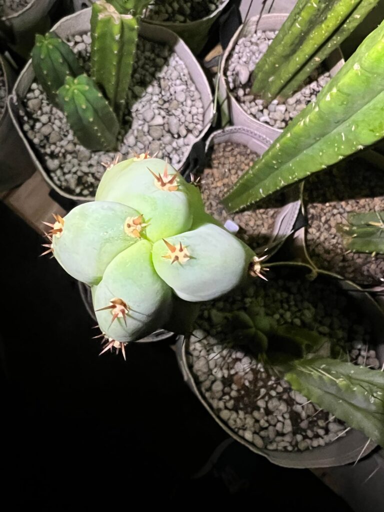 What in pastel ninja stars is glowing on right here?!?