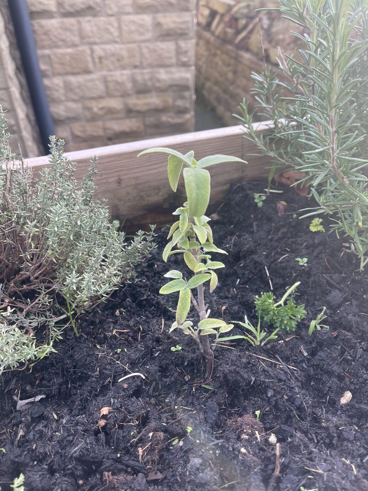 Sage not recovering after bolting to seed