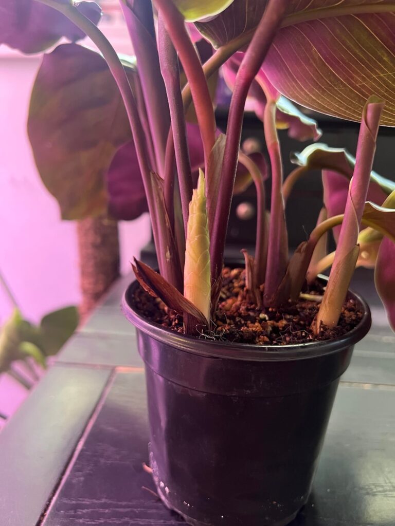 My Hellen Kennedy is flowering