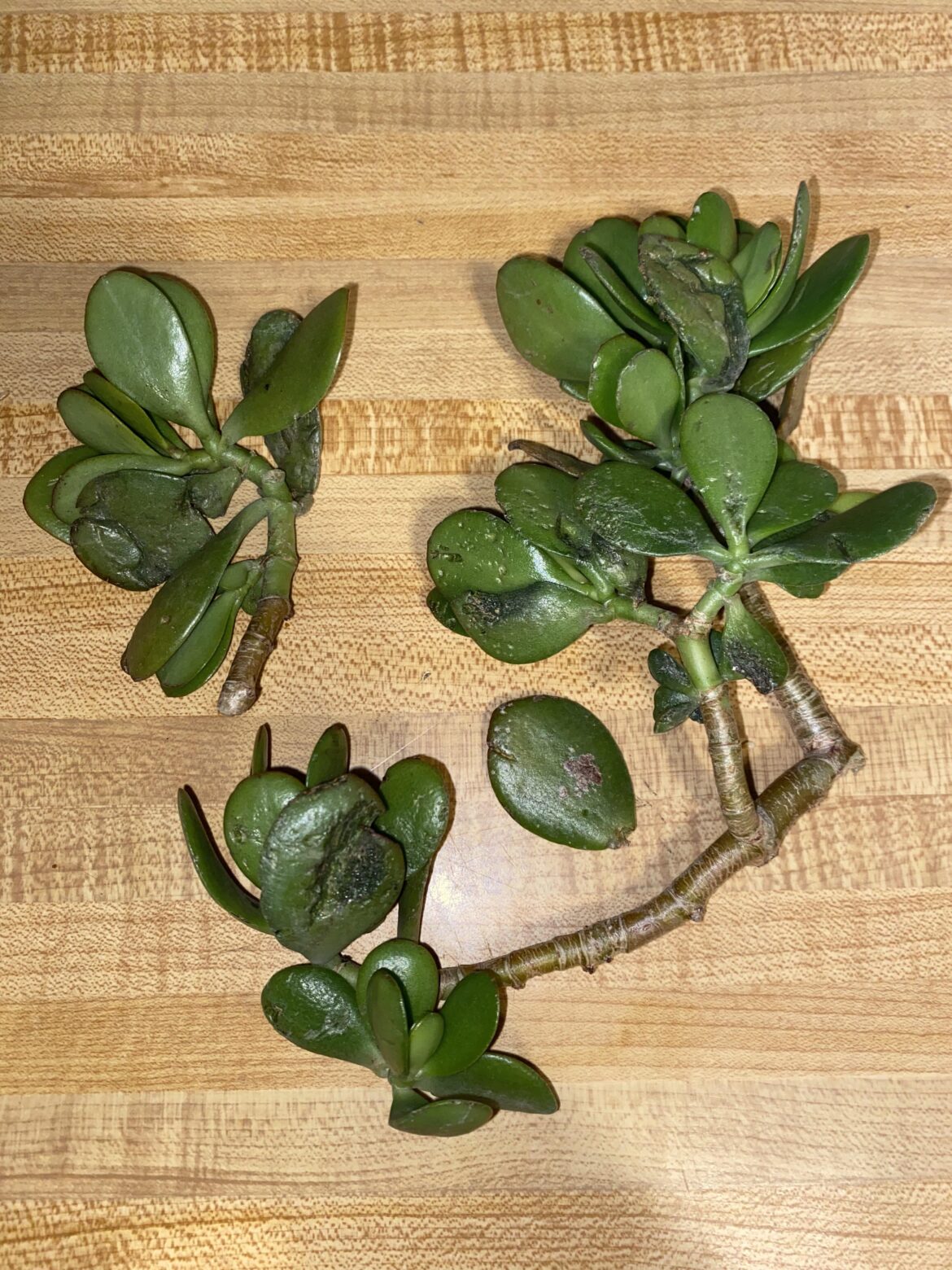 How can I go about saving these cuttings and propagating them?