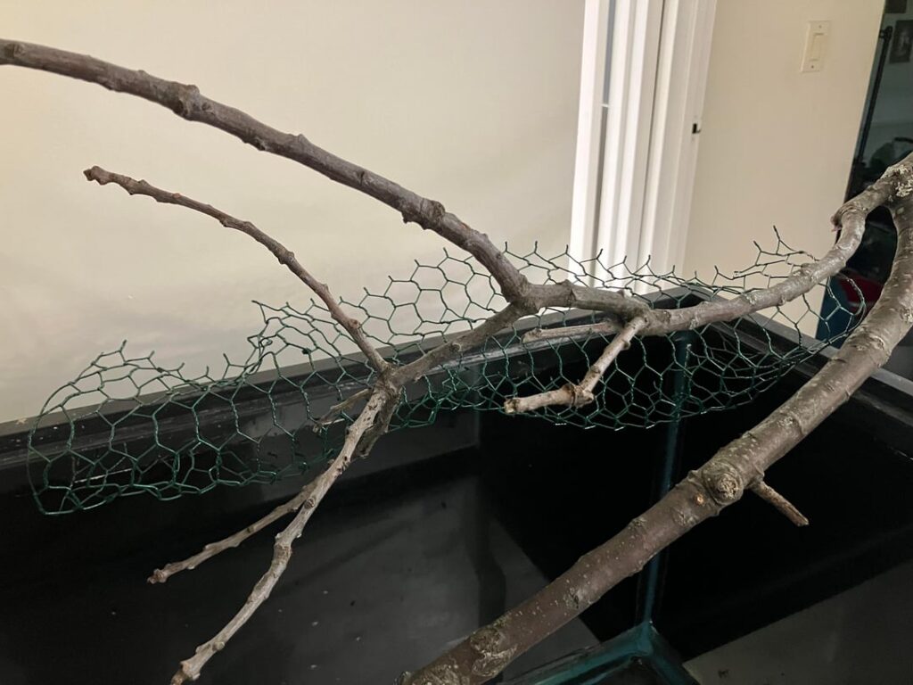 Any reason not to use coated chicken wire?