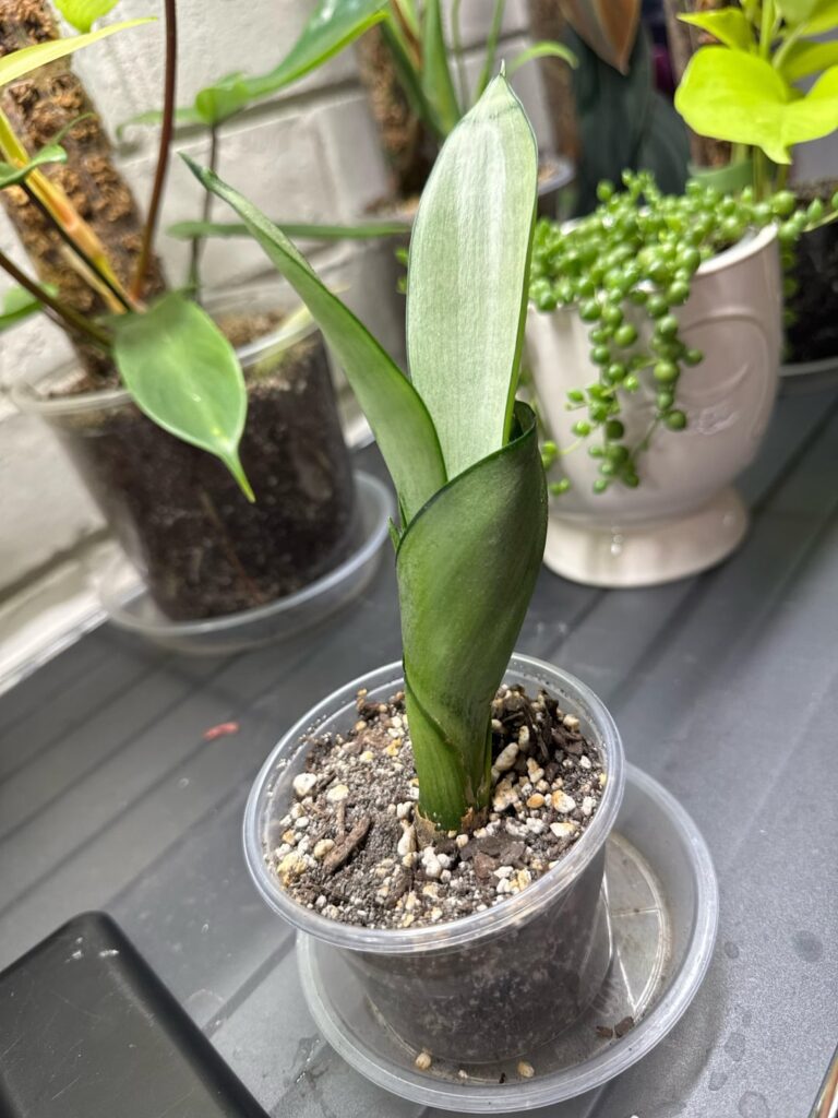 Can I just peel back the old small leaves and plant it deeper?