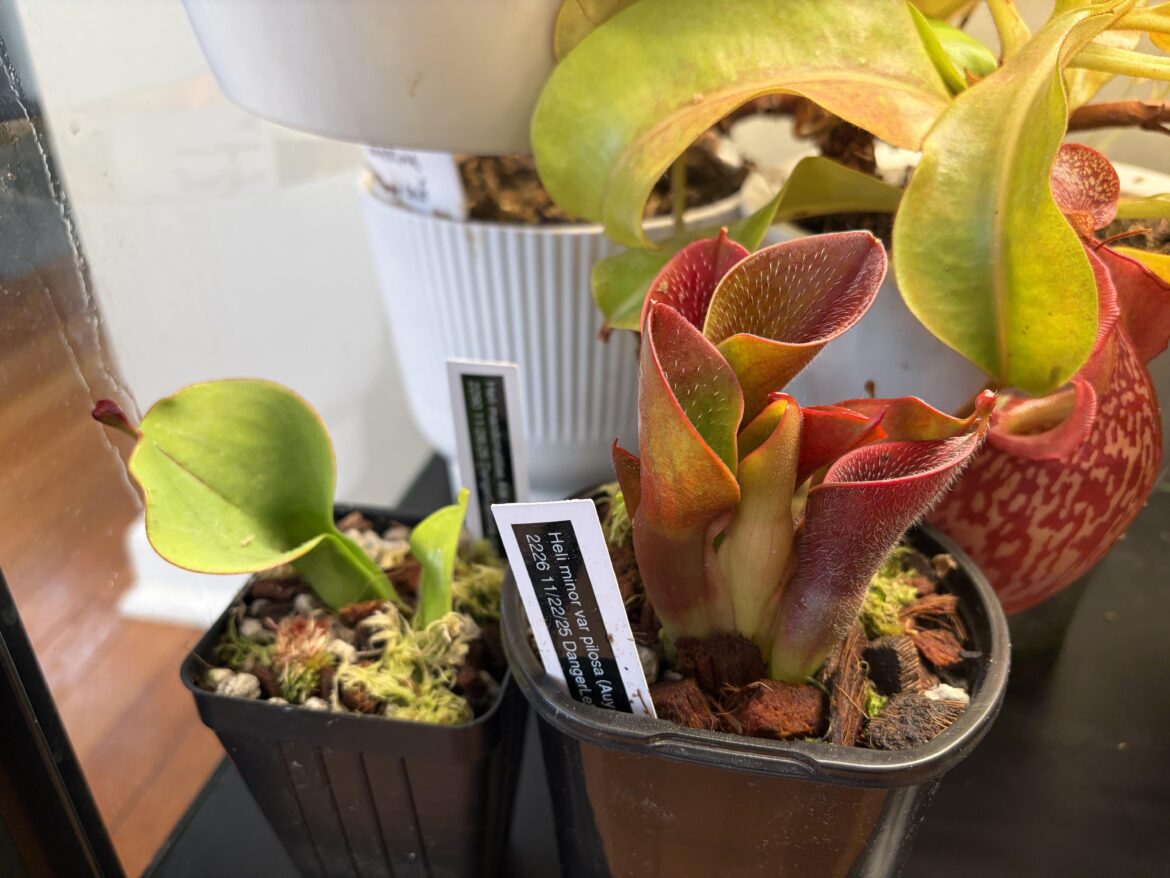 Shoutout to Danger Lettuce for these new Heliamphora