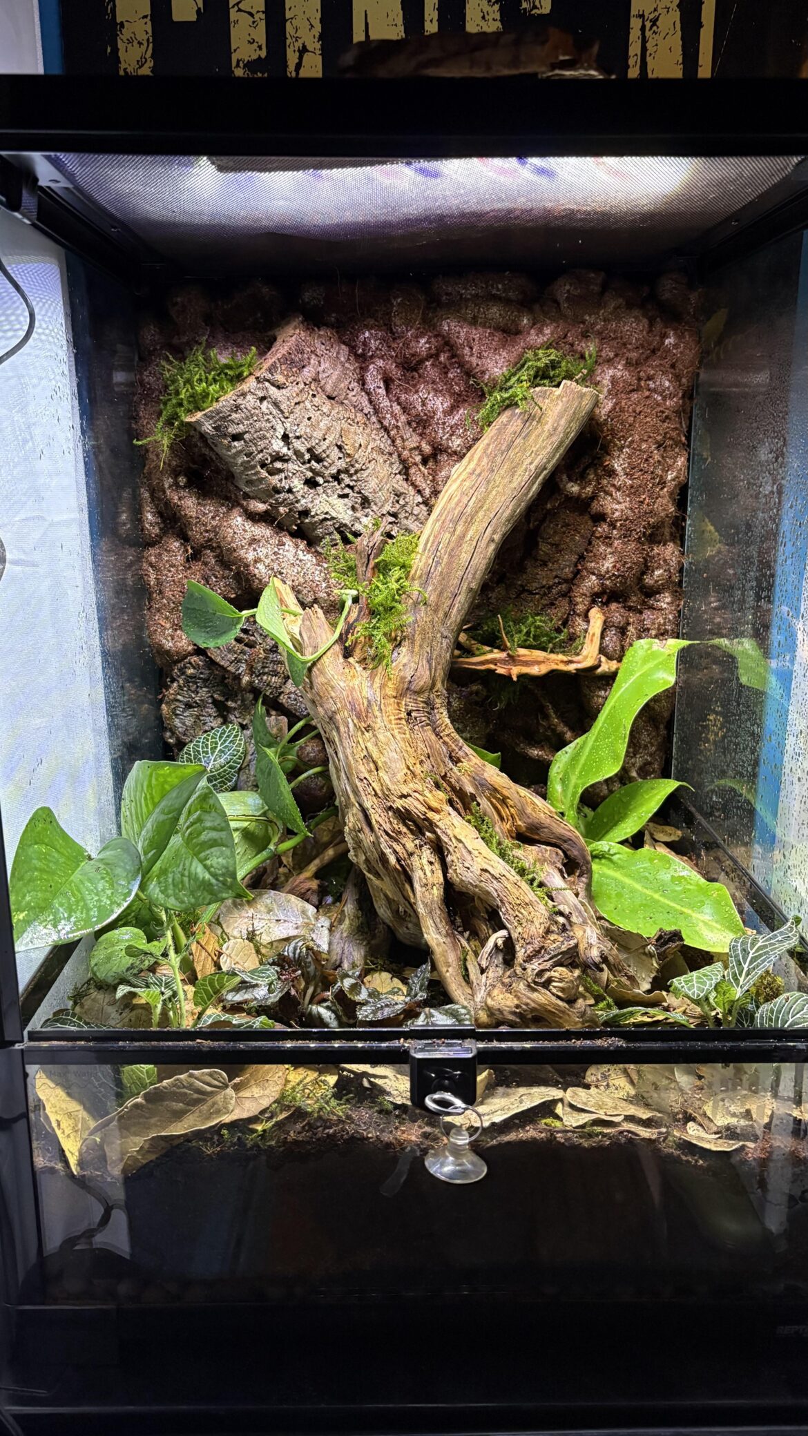 First viv for whites tree frogs - anything missing?
