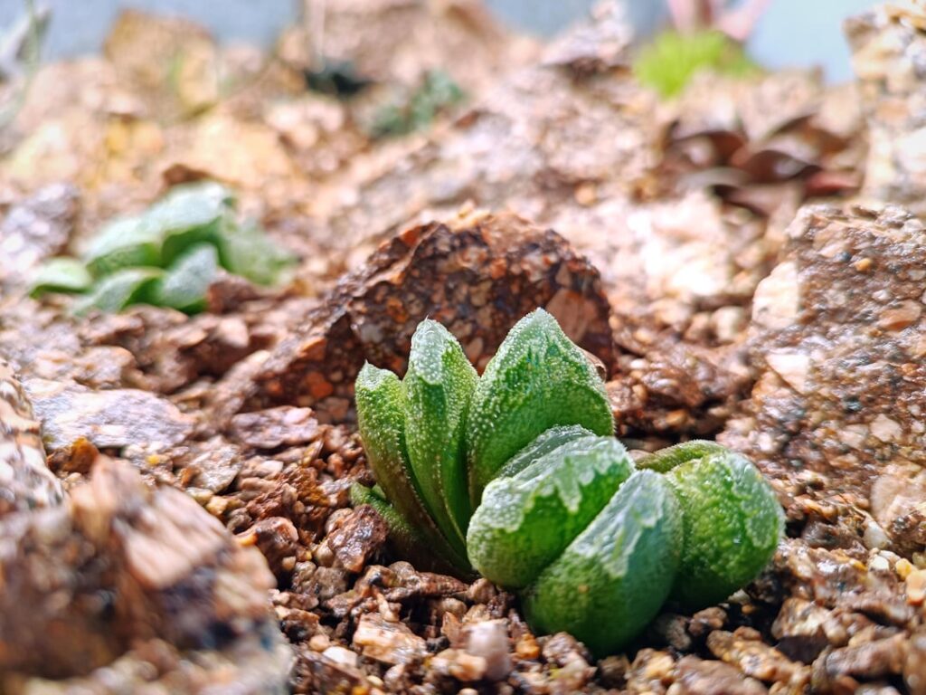 A Terrarium I Made for Some of my Mom’s Haworthia A Terrarium I Made for Some of my Mom's Haworthia