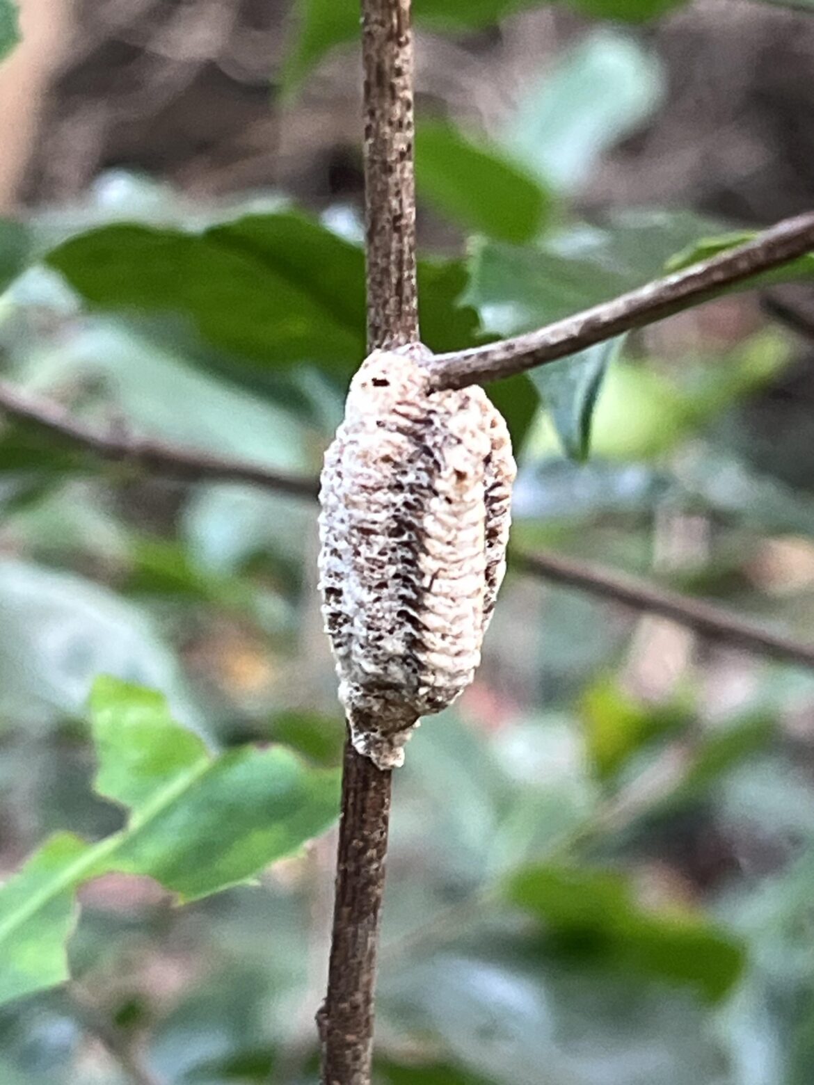 Is this an egg sac of the native Carolina mantis?