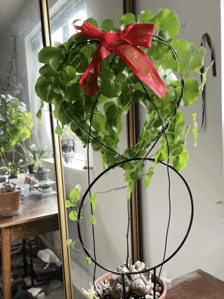 Someone's caudex from work - had permission to post