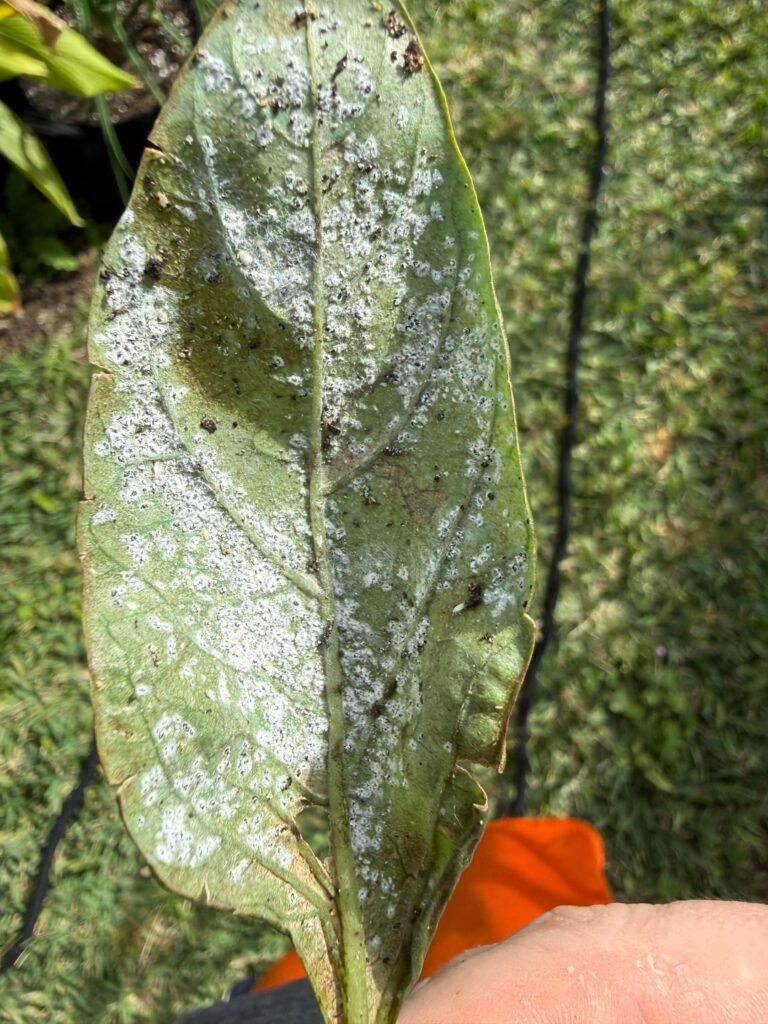 Help! Something or somethings are destroying my hard work.