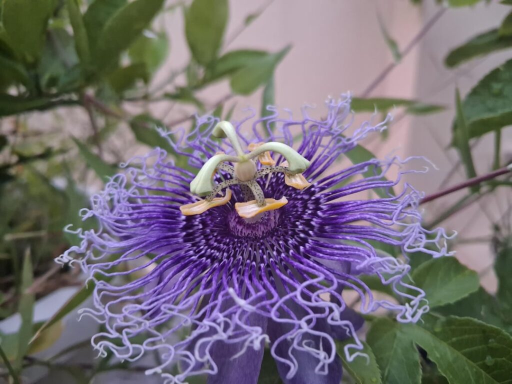 Who believes passion flowers are the best