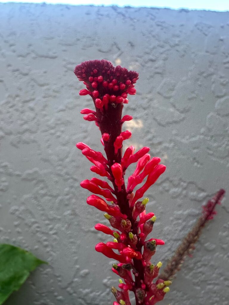 Fire Spike Mutant 2 Fire Spike Mutant 2