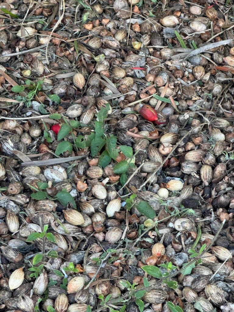 Anyone know what this is? Comes from my back yard in Florida