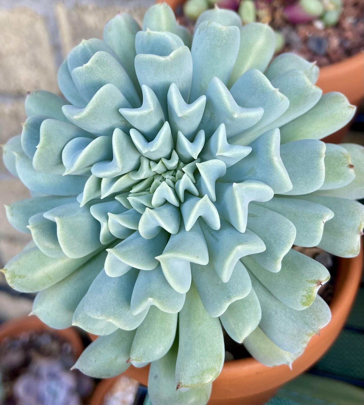 Echeveria ‘runyonii’ simple and elegant