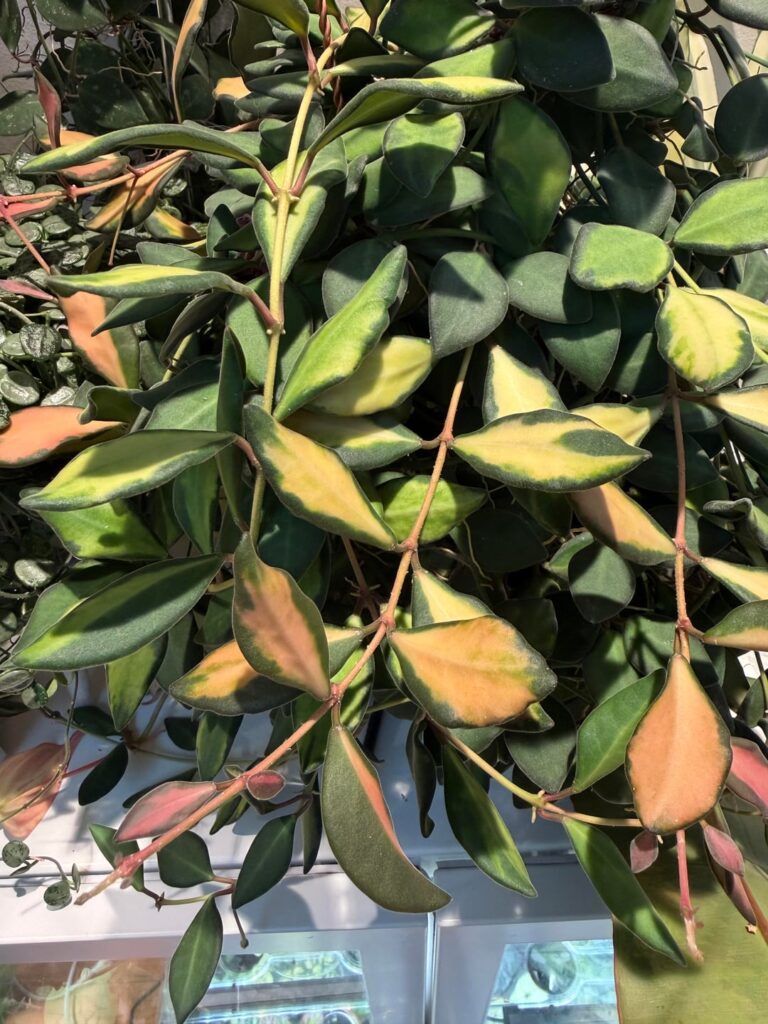 Sp. aff. Burtoniae variegated