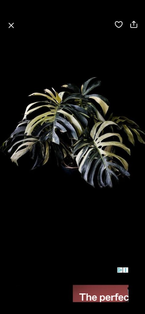 Question for Jungle mint owners. jungle mint vs mint