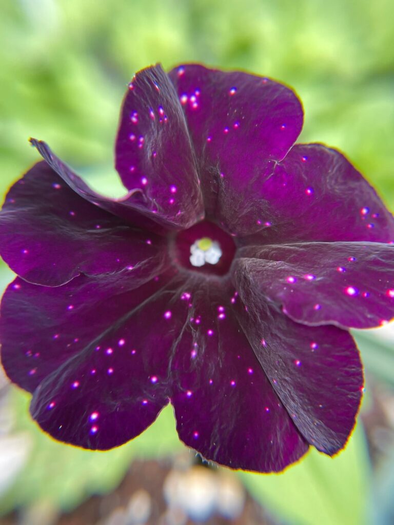 petunia ‘starlet night sky” really does look like a deep purple sky with bright pink shining stars!