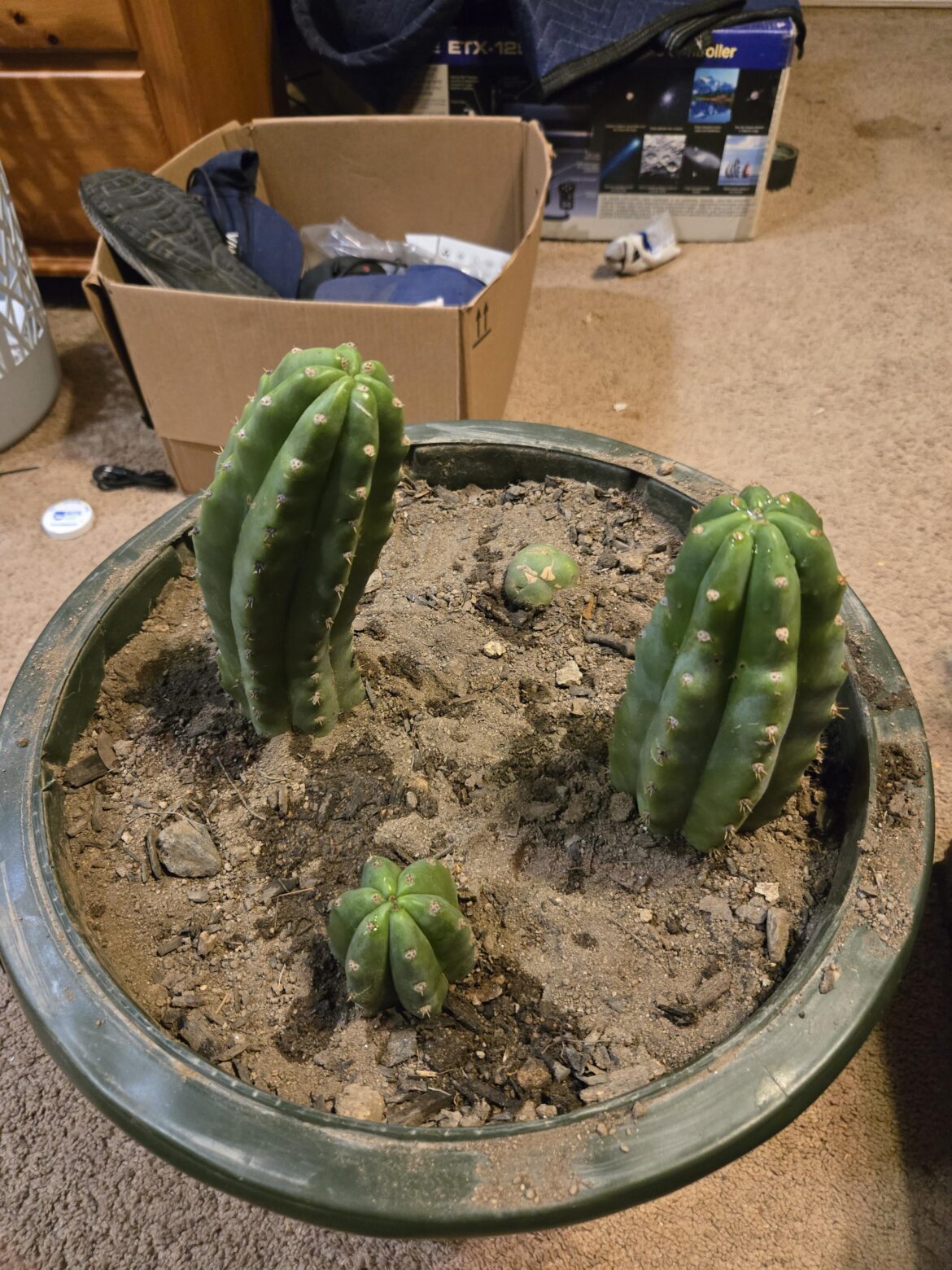 These are san pedros, correct?