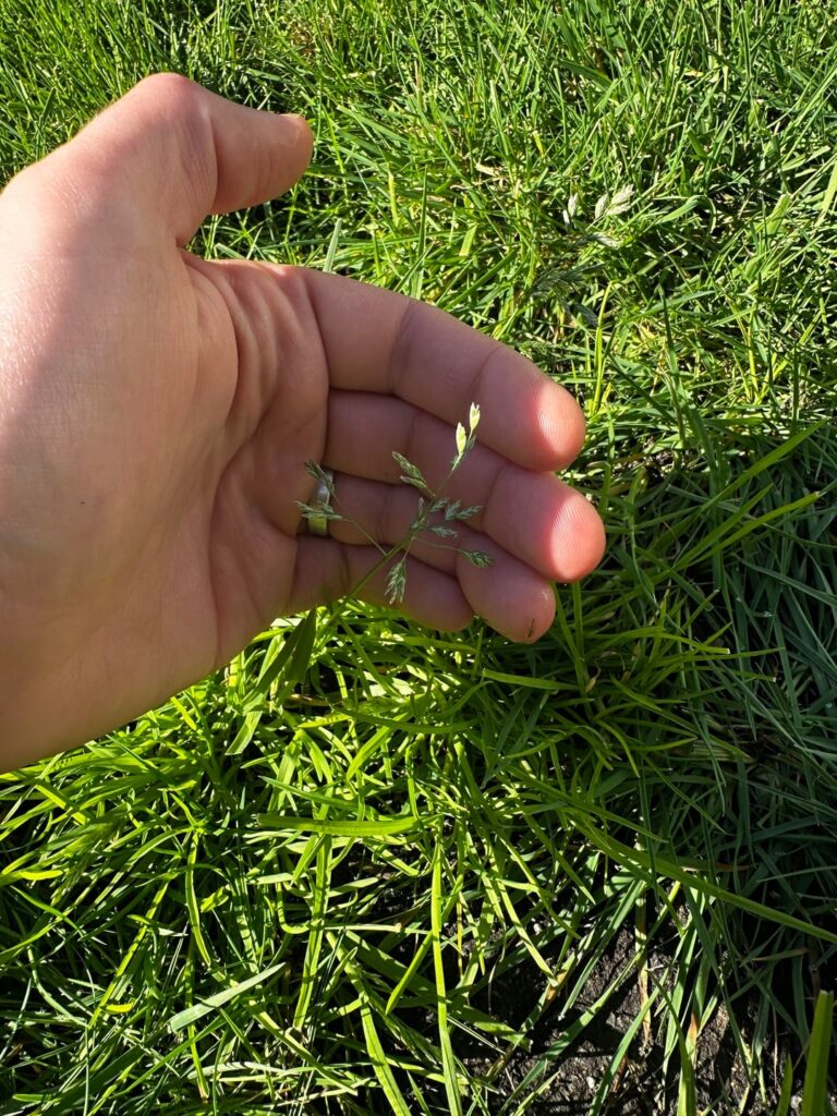 Help Identifying If this is my grass - Los Angeles CA