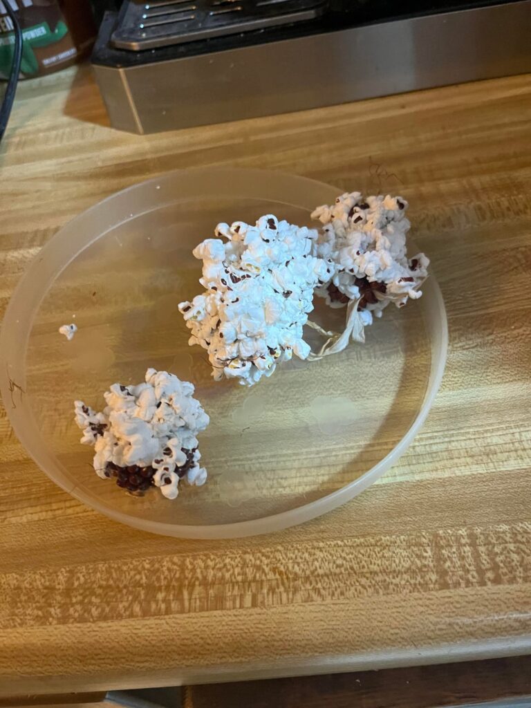 I posted about a month ago about my strawberry popcorn and we popped some tonight!