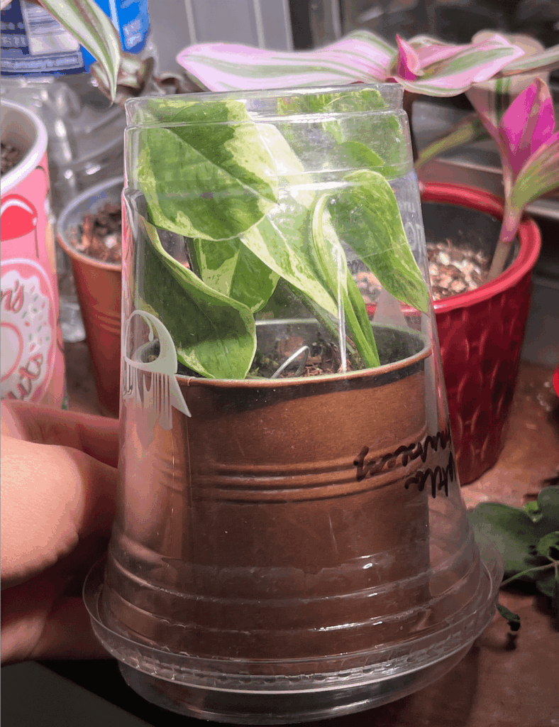 Is it safe to transport plants like this? (Flying)