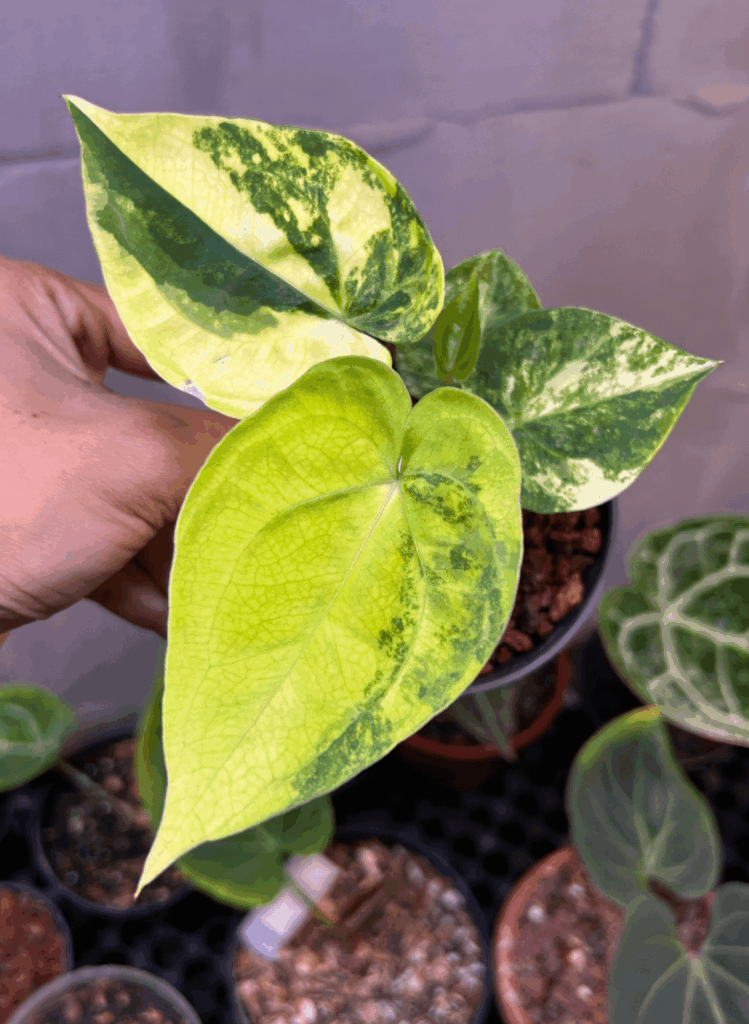 Papilillaminum Black Velvet 🦚