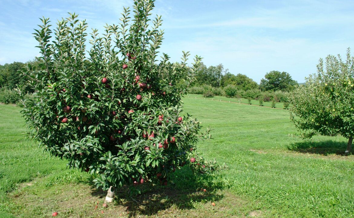 Peach trees North Florida
