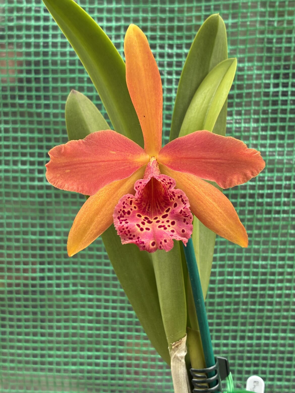 Ryhnchobrassoleya Copper Queen🥵