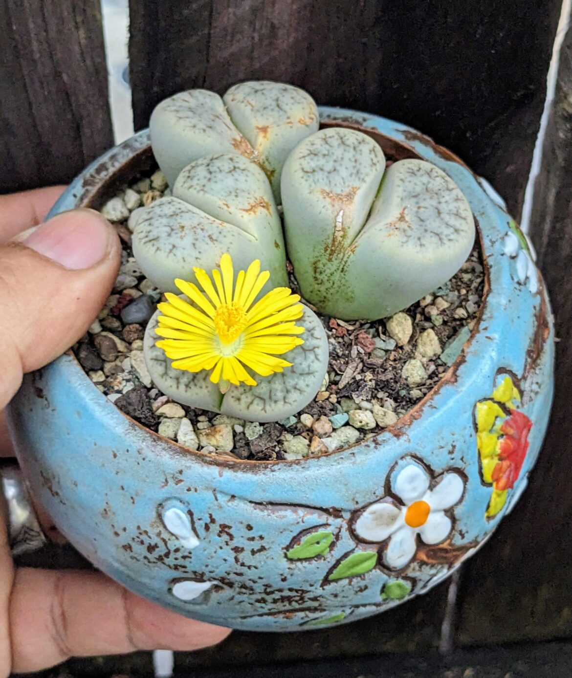 My lithops bloom