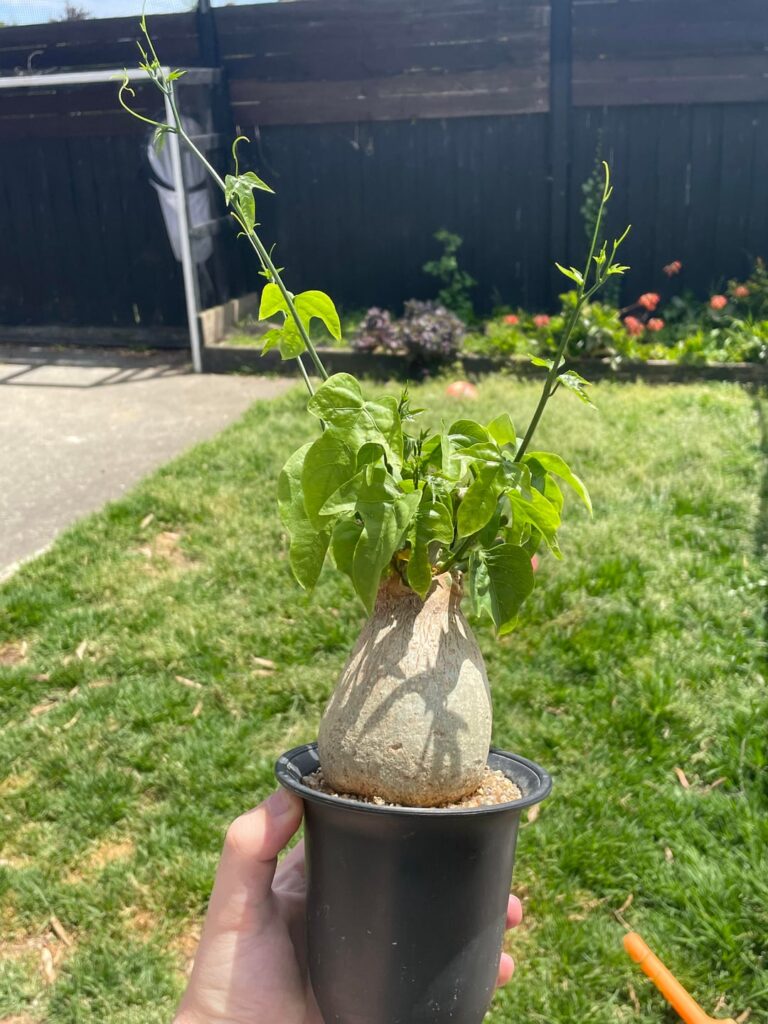 Adenia viridflora vines!