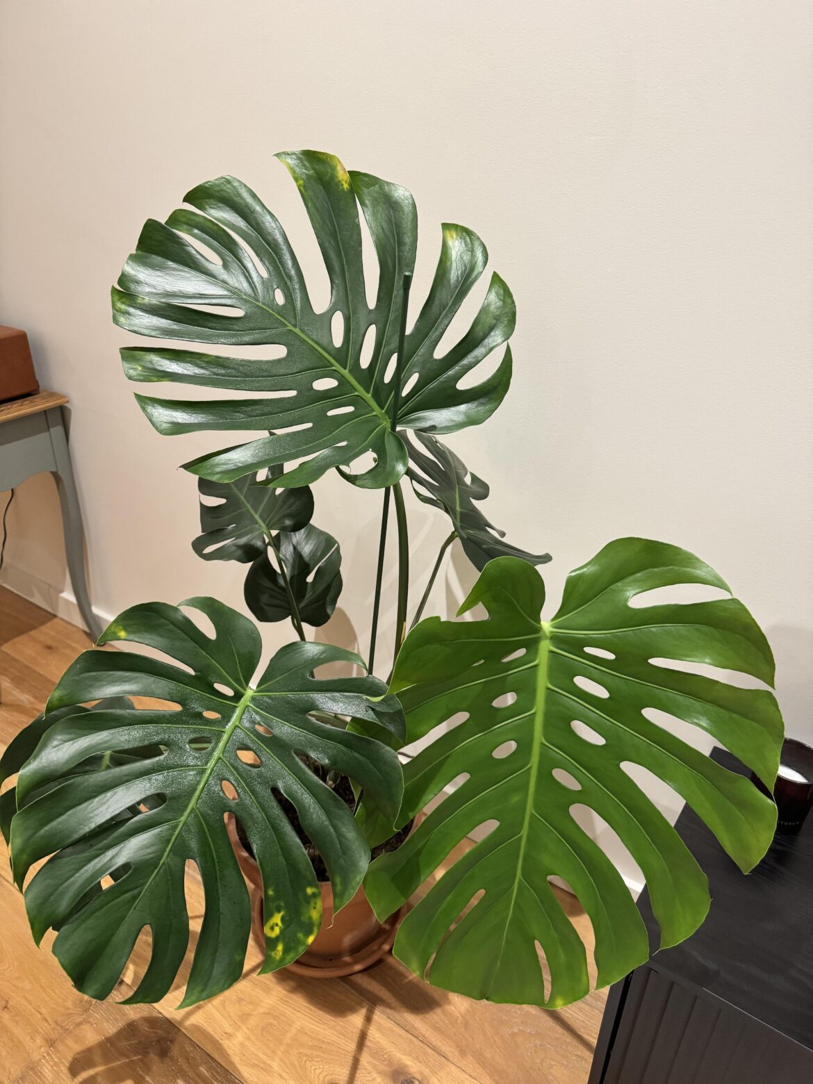 Why is my monstera yellowing on the edges?