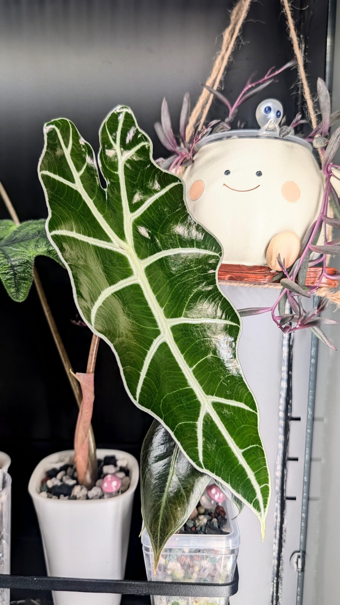 Amazonica leaf update Amazonica leaf update