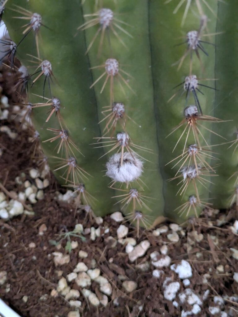 Flying saucer decided to push a December flower bud indoors 😂