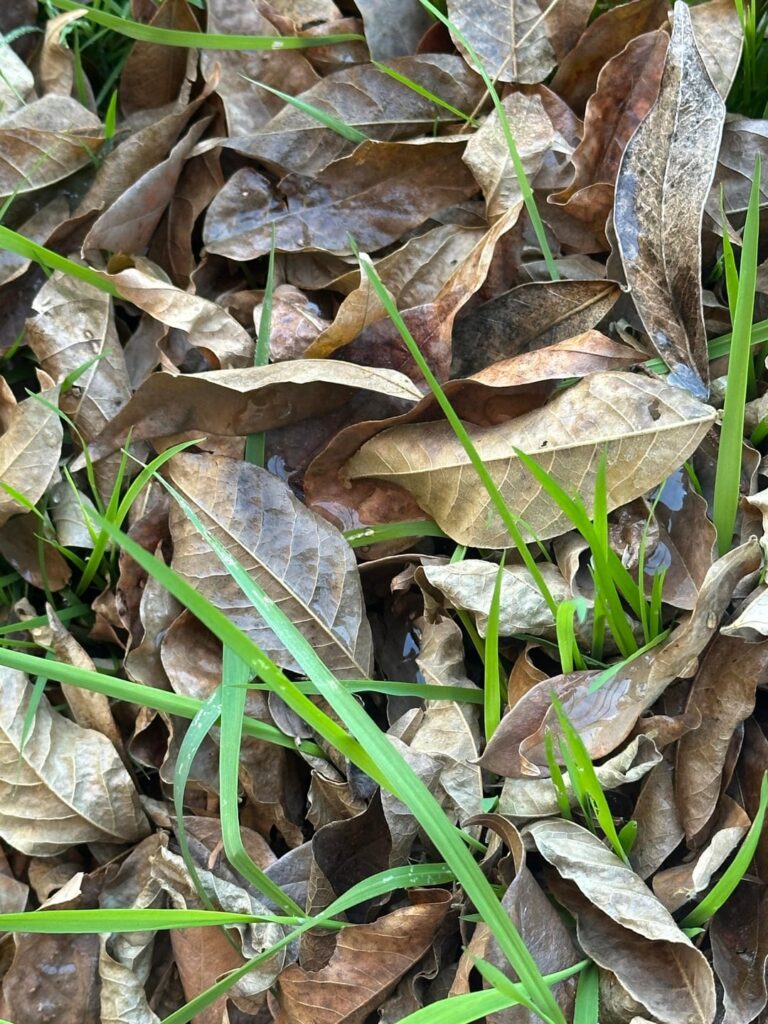 What kind of leaves are this?