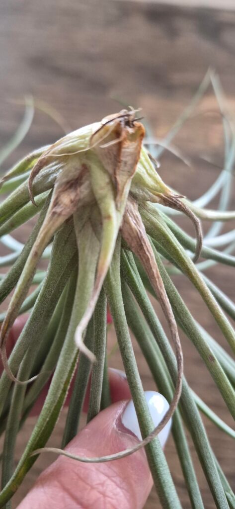 Help! Can I save her?