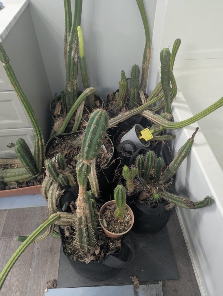 Free pick up Northeast Georgia.