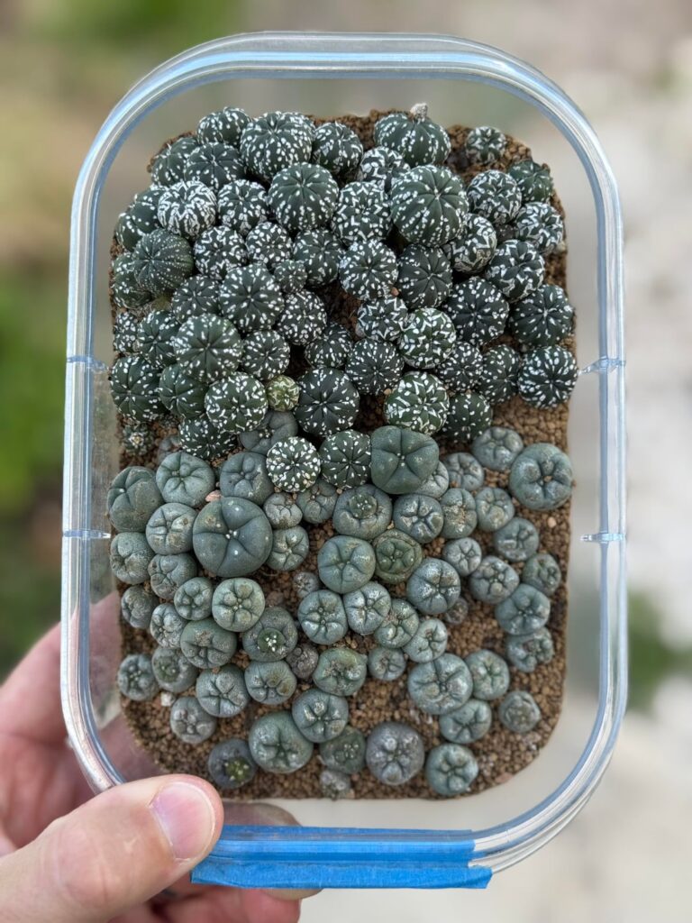 Some seedlings lately