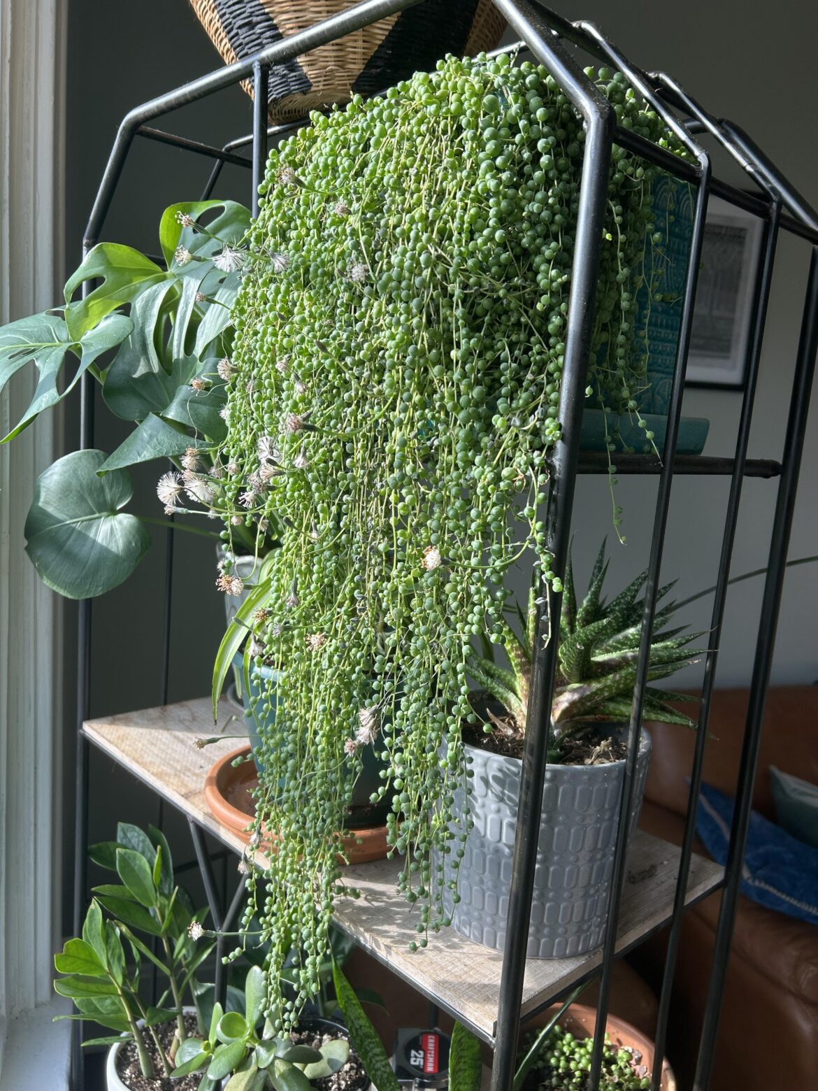 My string of pearls has been flowering all winter