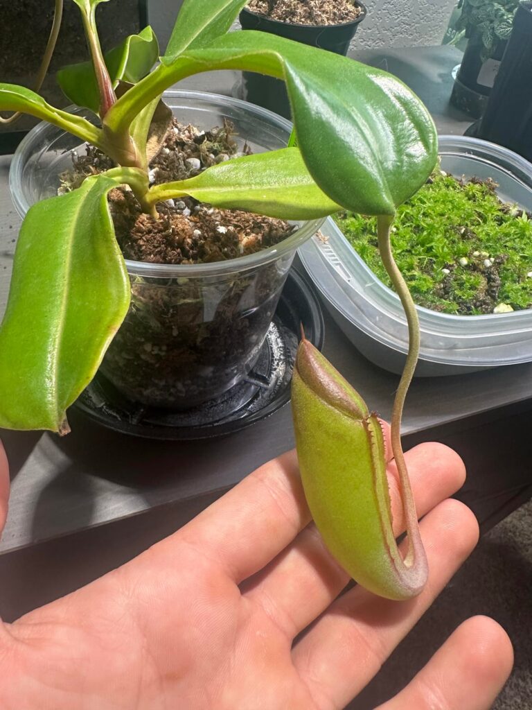 First pitcher in my care finally starting to emerge! First pitcher in my care finally starting to emerge!
