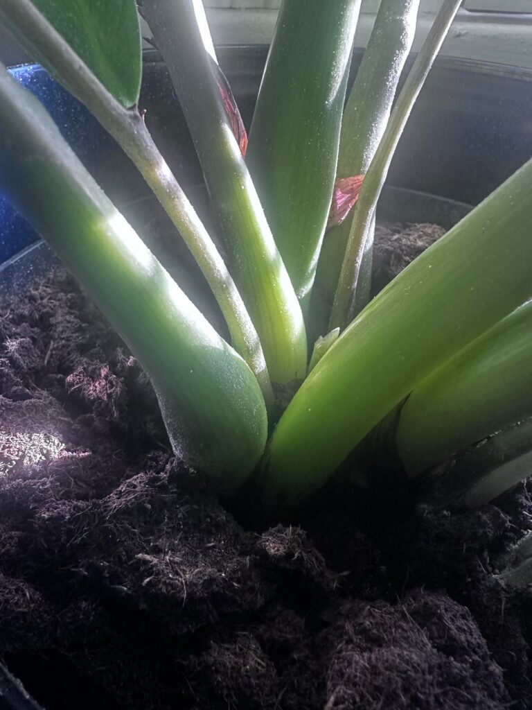 What is this? I tried Neem Oil & Nothing What is this? I tried Neem Oil & Nothing