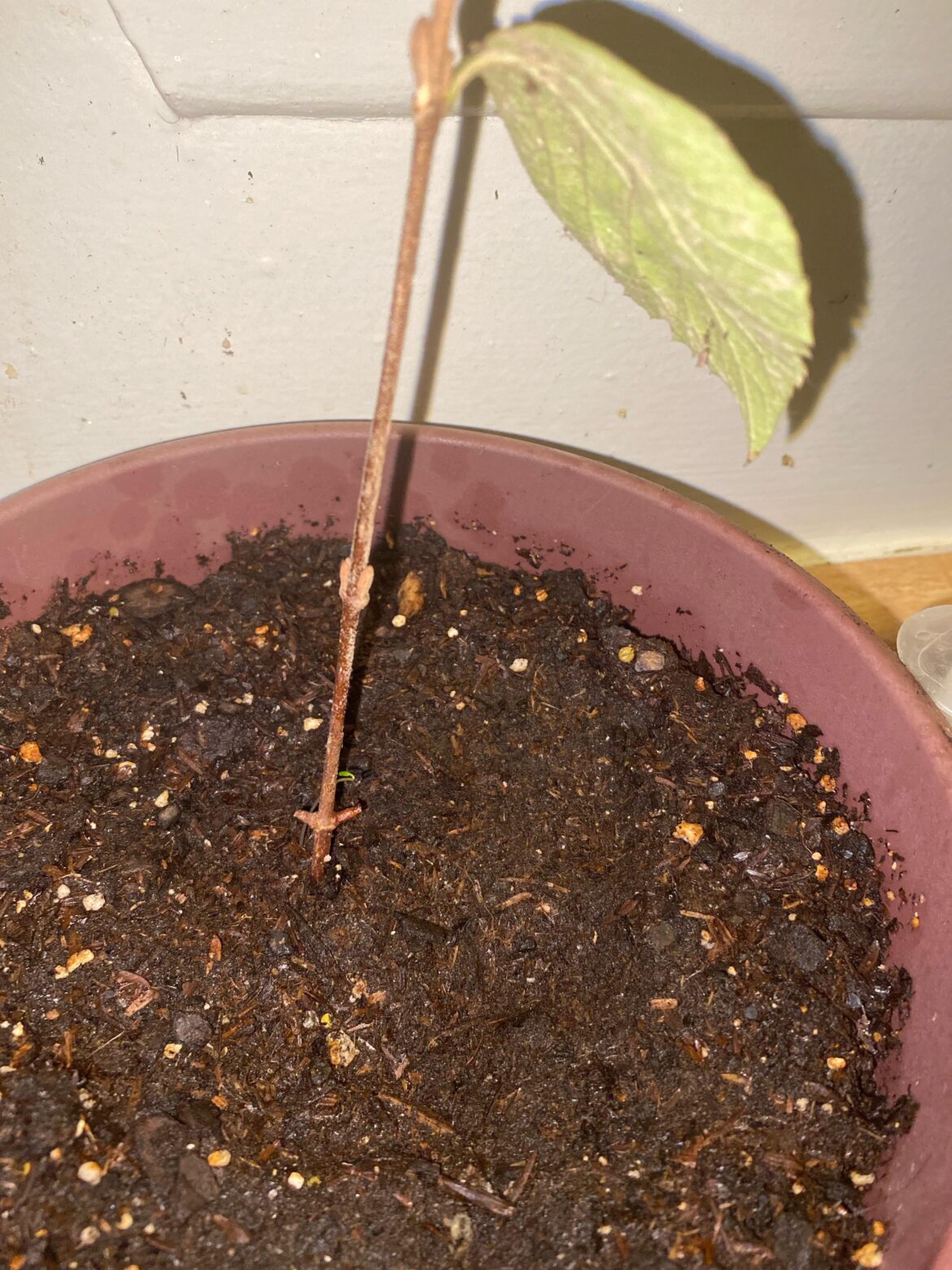 What is this growing at the base of my cutting? What is this growing at the base of my cutting?