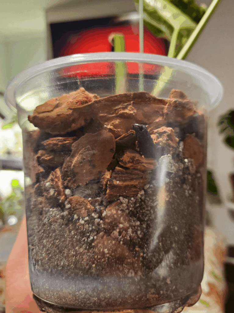 • Guys, Help – Should I Just Romove The Soil From My Thai Constellation? • Guys, Help - Should I Just Romove The Soil From My Thai Constellation?