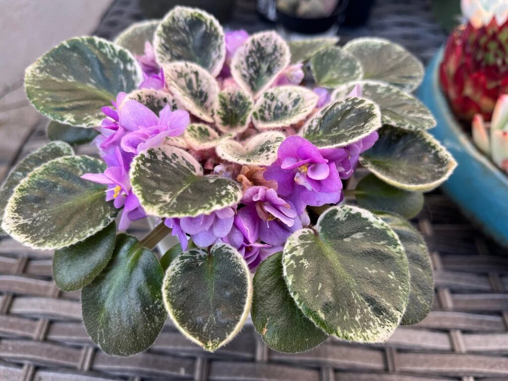 My First African Violet