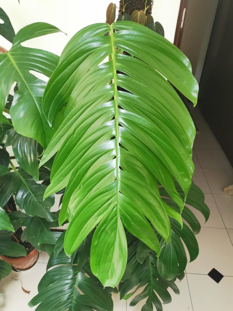 Rhaphidophora Decursiva