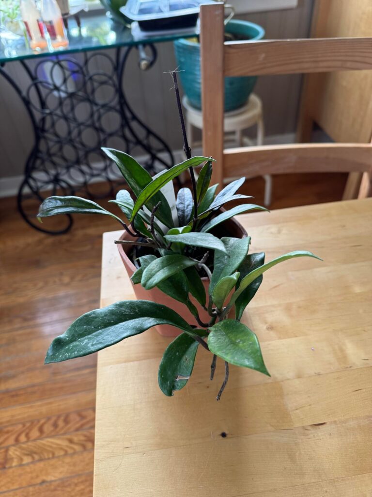 Rescued from my local grocery store.