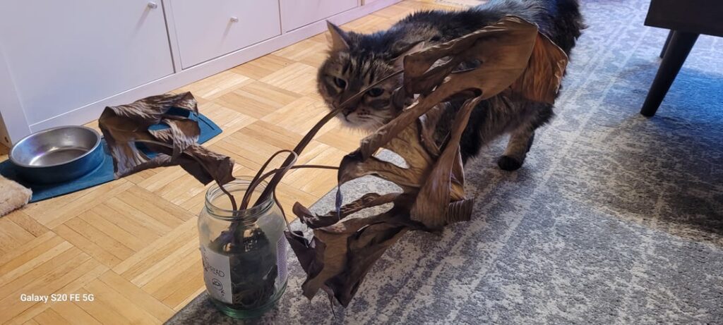 Think she'll make it?